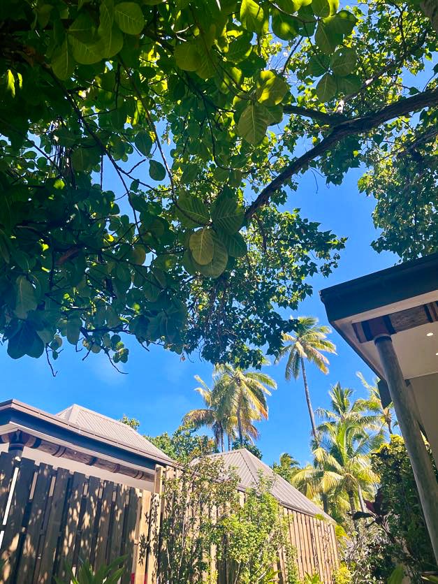 Palm trees and lush tropical foliage frame a bright blue sky in an upward view.