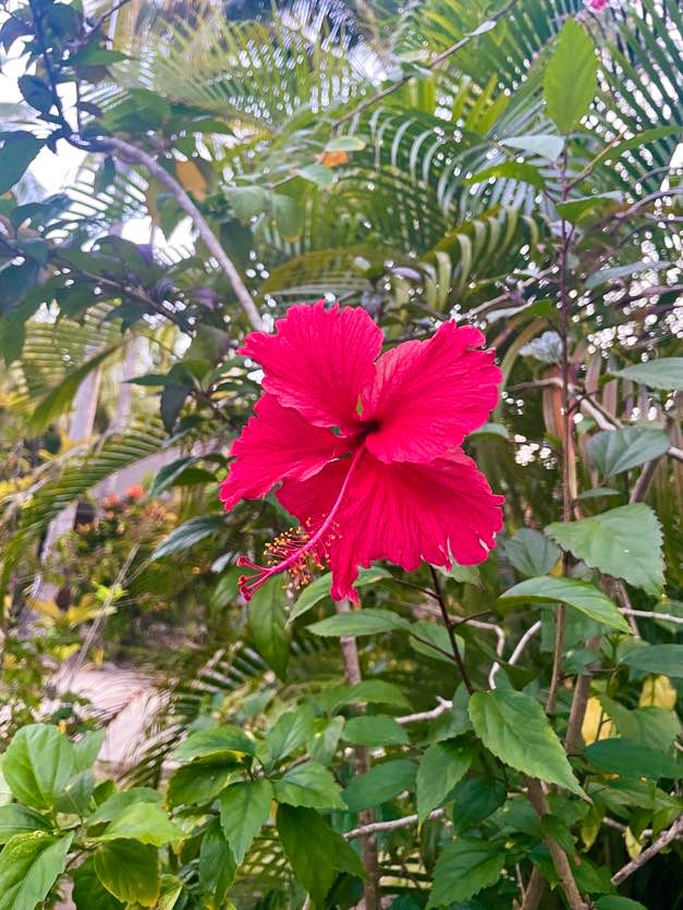 Vibrant red hibiscus flower blooming against tropical foliage background.