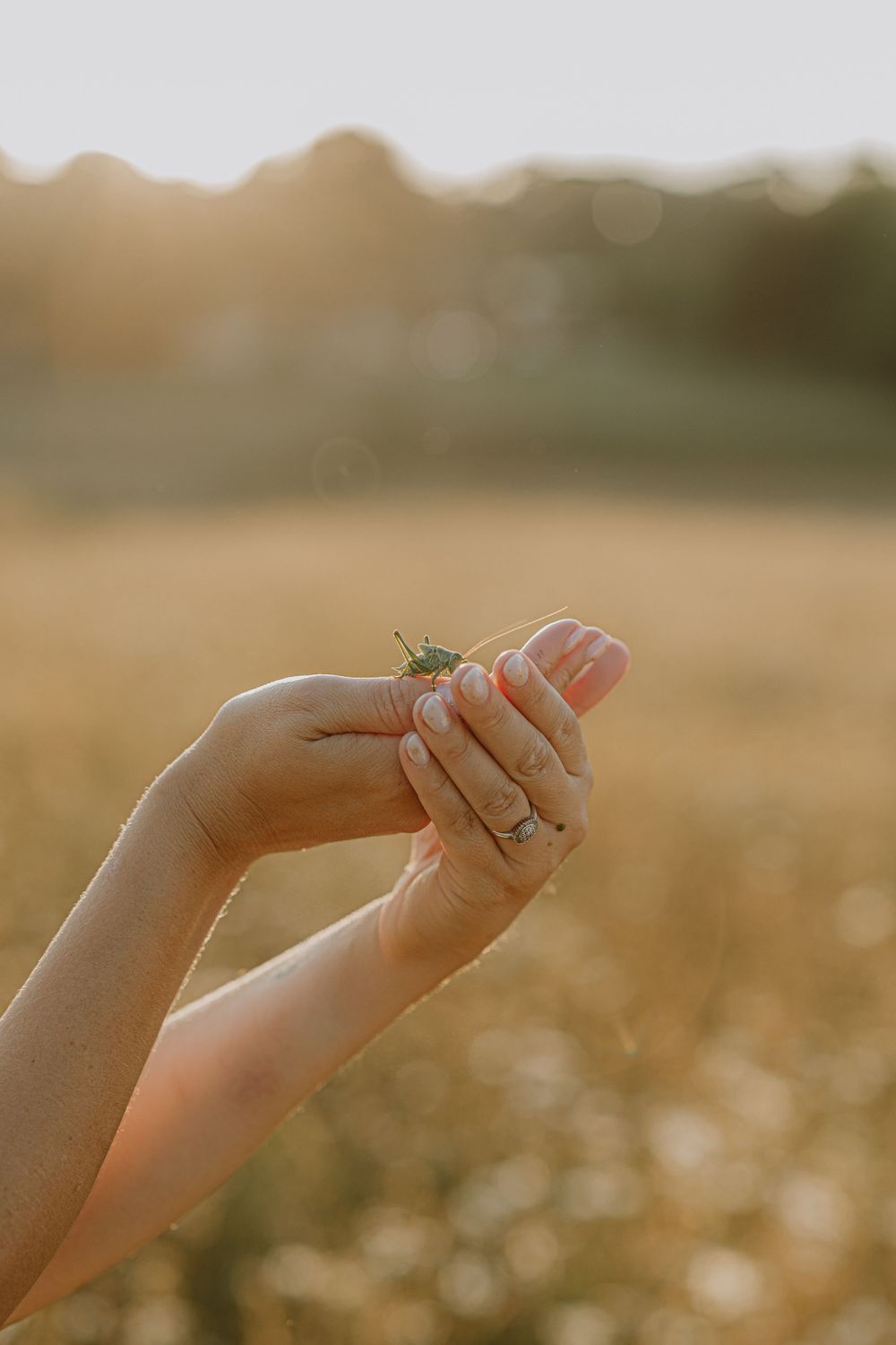 Close-up of hands holding small insect in golden sunlight with bokeh background.