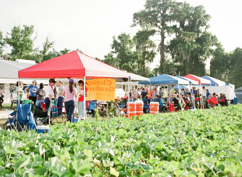 Farmers market vendors with colorful tents set up along a green field of crops on a sunny day.