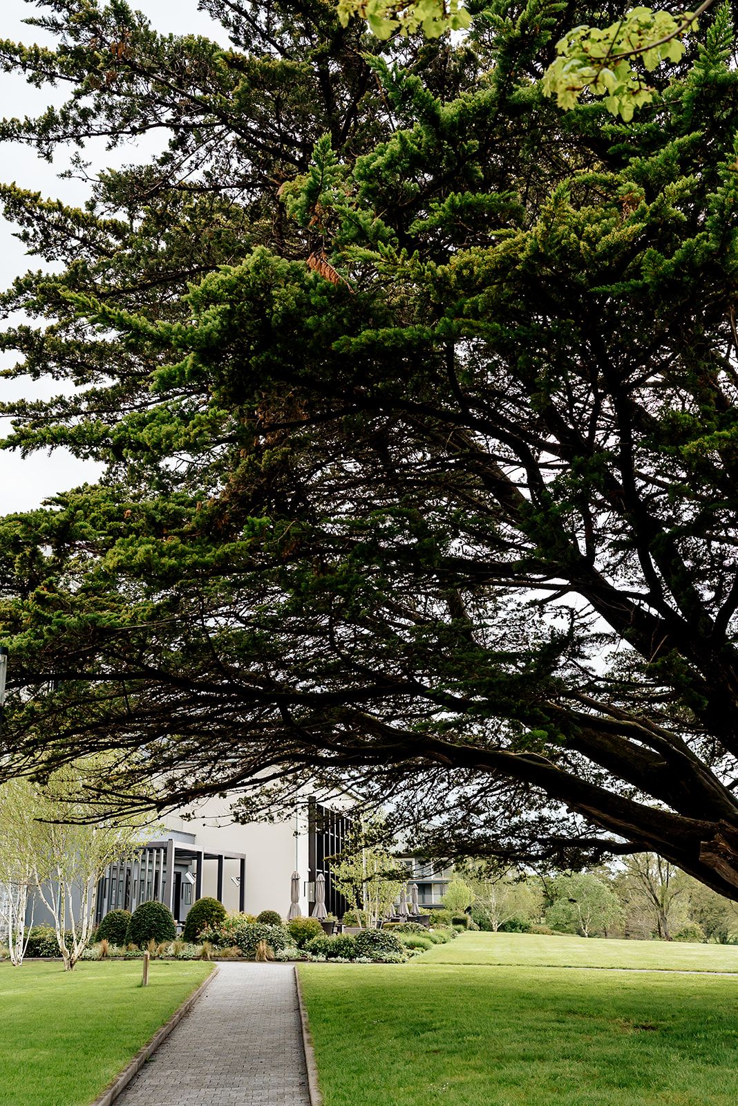 A paved walkway leads through a lush green park with large cypress trees creating a natural archway overhead.