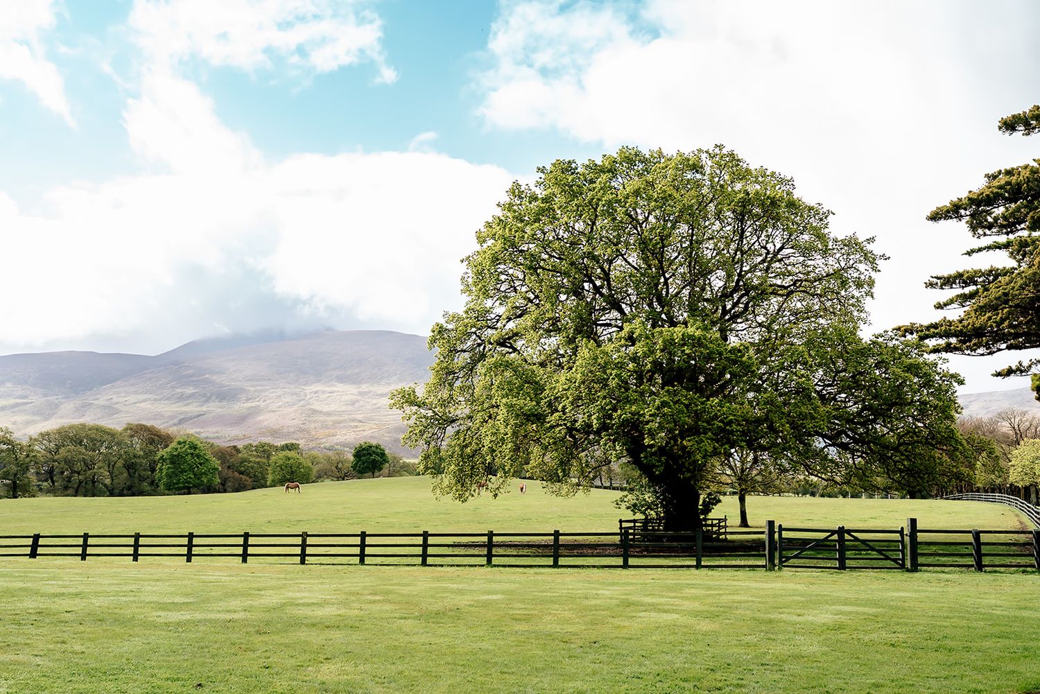 Rolling green hills stretch into the distance with wooden fences and scattered trees dotting the pastoral landscape.