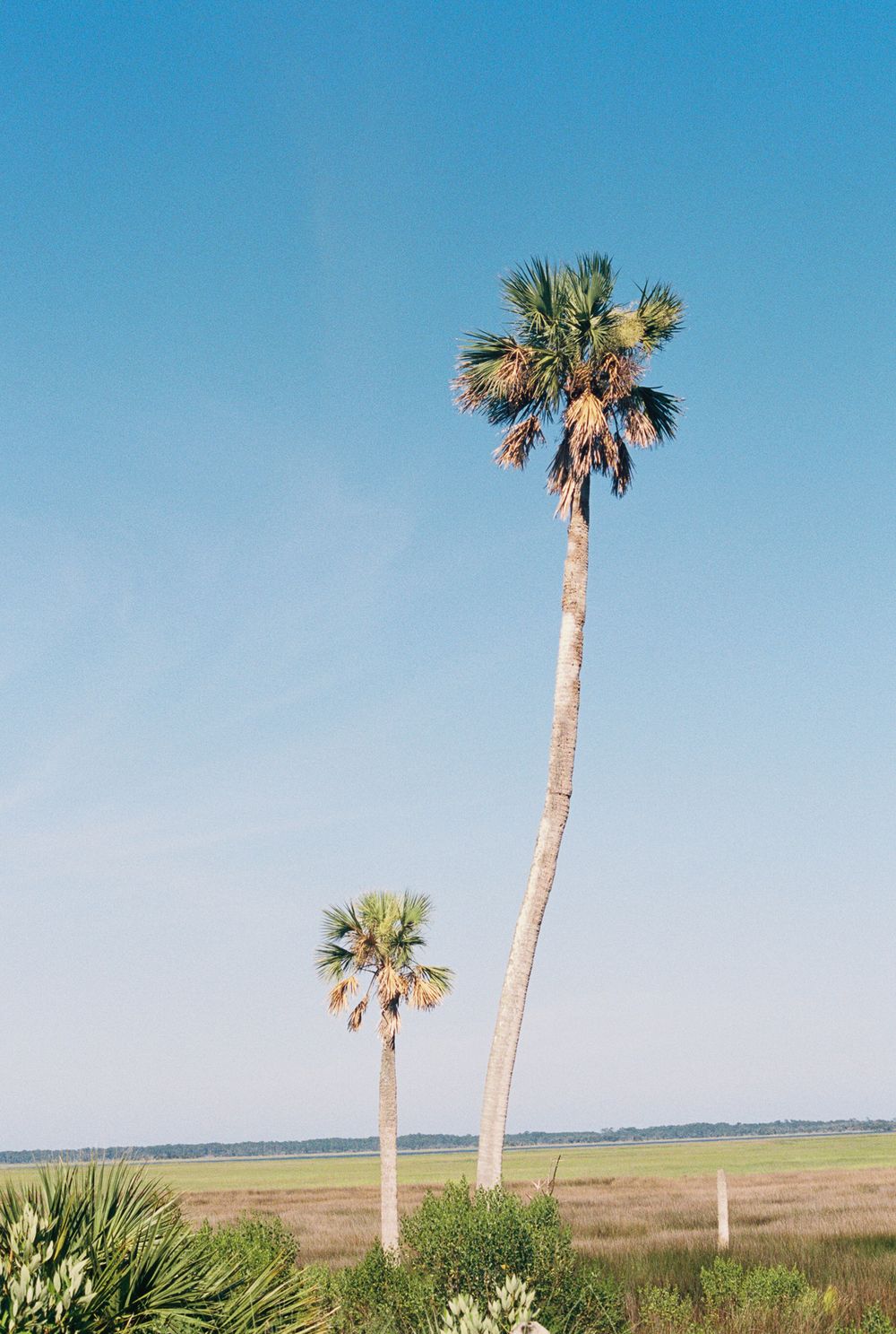 forbes farm saint simons palm trees