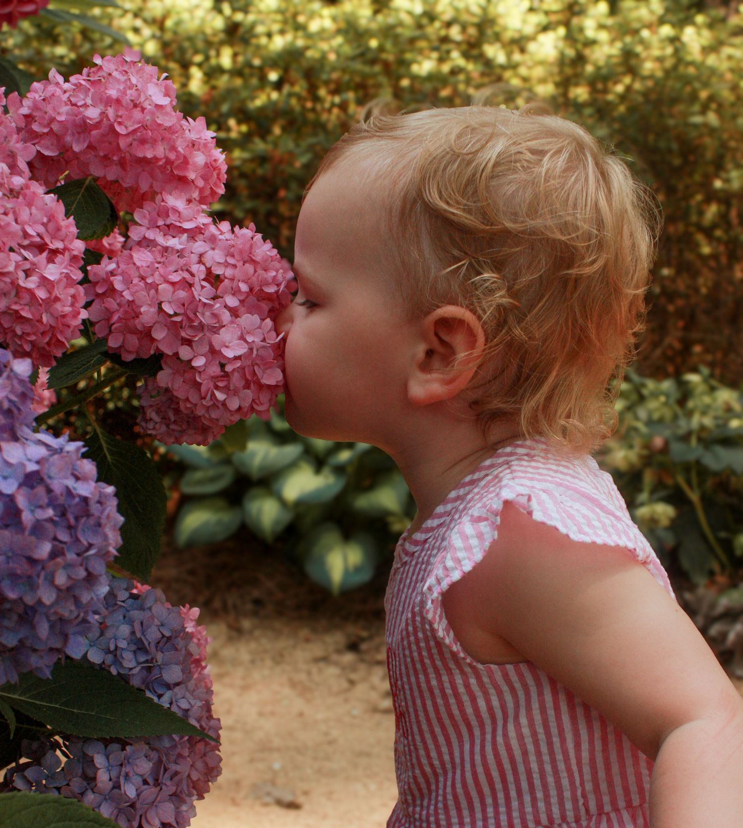A small child in pink stripes smelling bright pink hydrangea flowers in a garden.