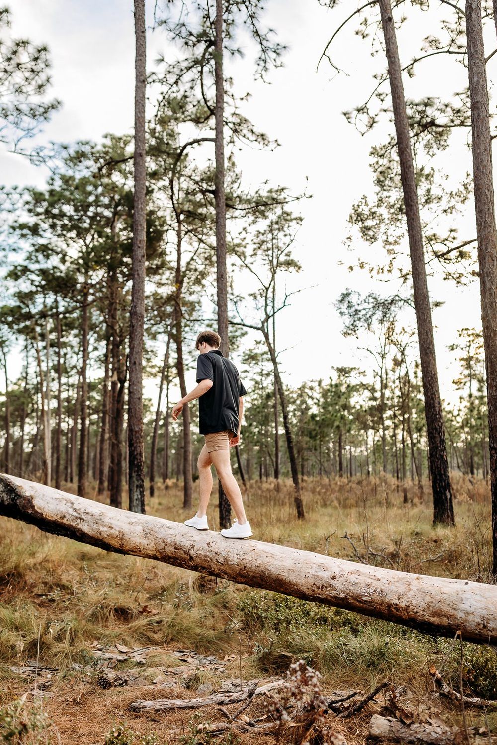Someone walking along a fallen tree trunk in a serene pine forest with sunlight filtering through the trees.