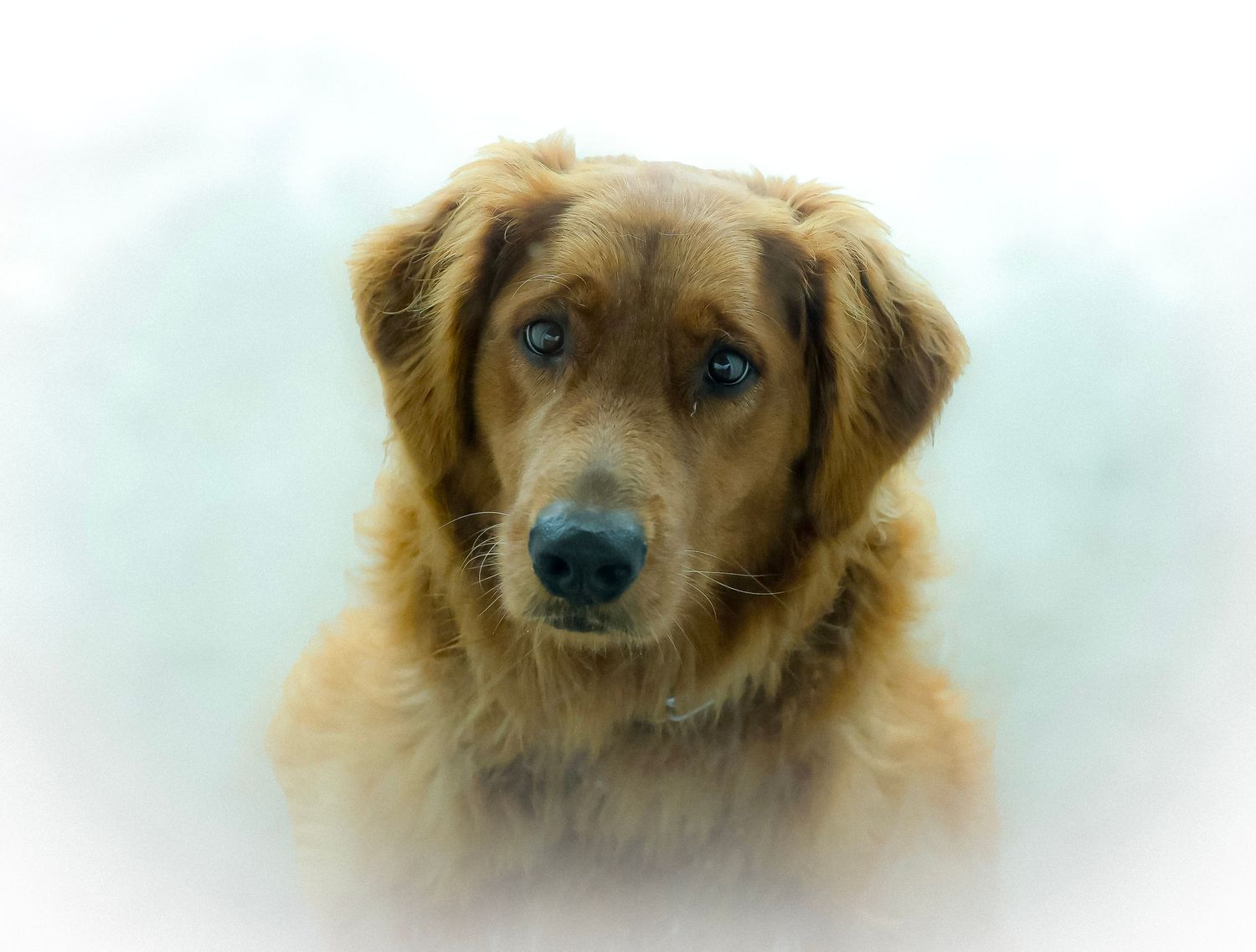 animal photography