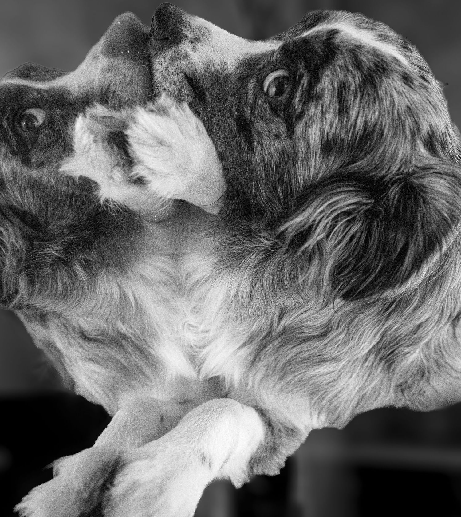 Dog Photography