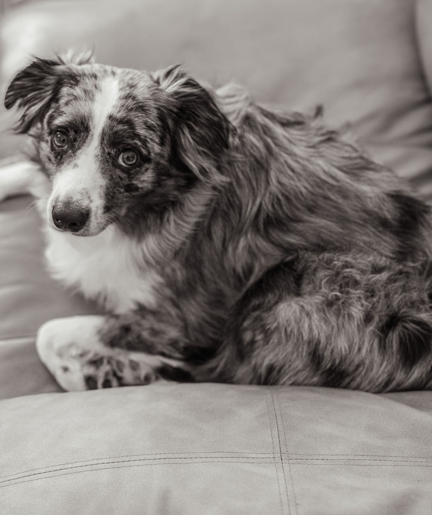 Dog Photography