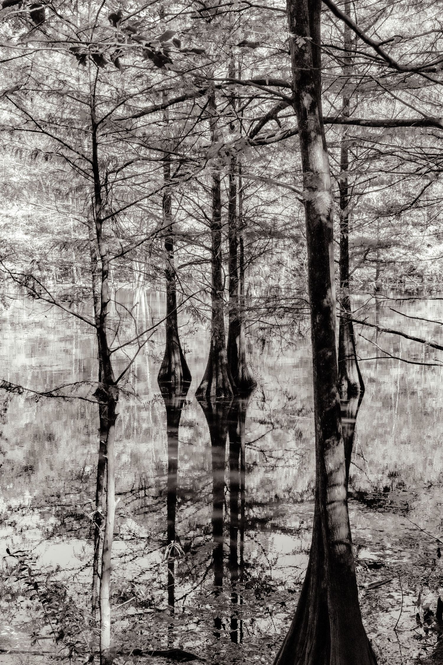 Poplar Grove
