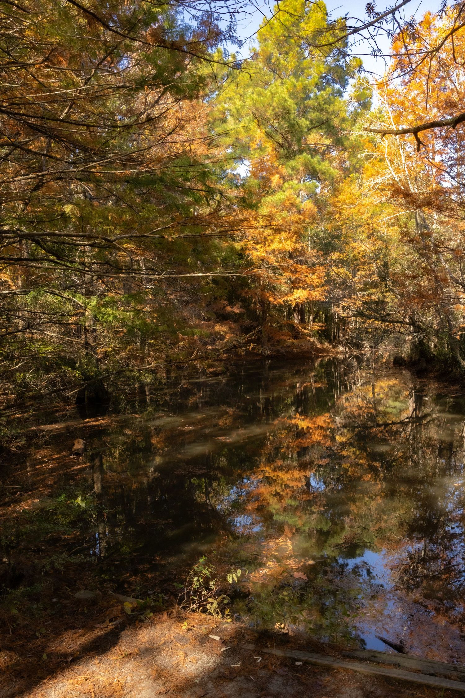 Poplar Grove Nature Photography