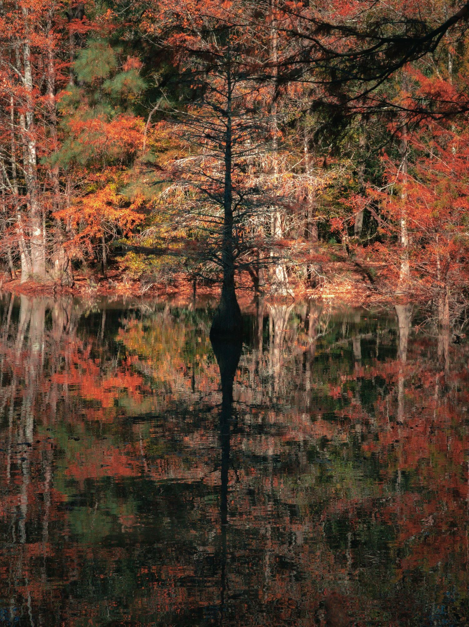 Poplar Grove NC