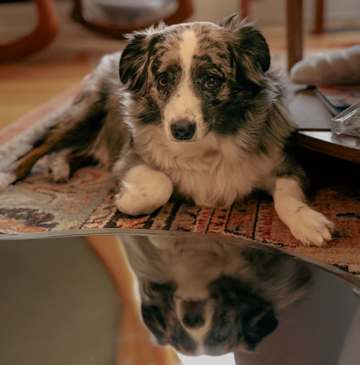Mirrored puppy pictures