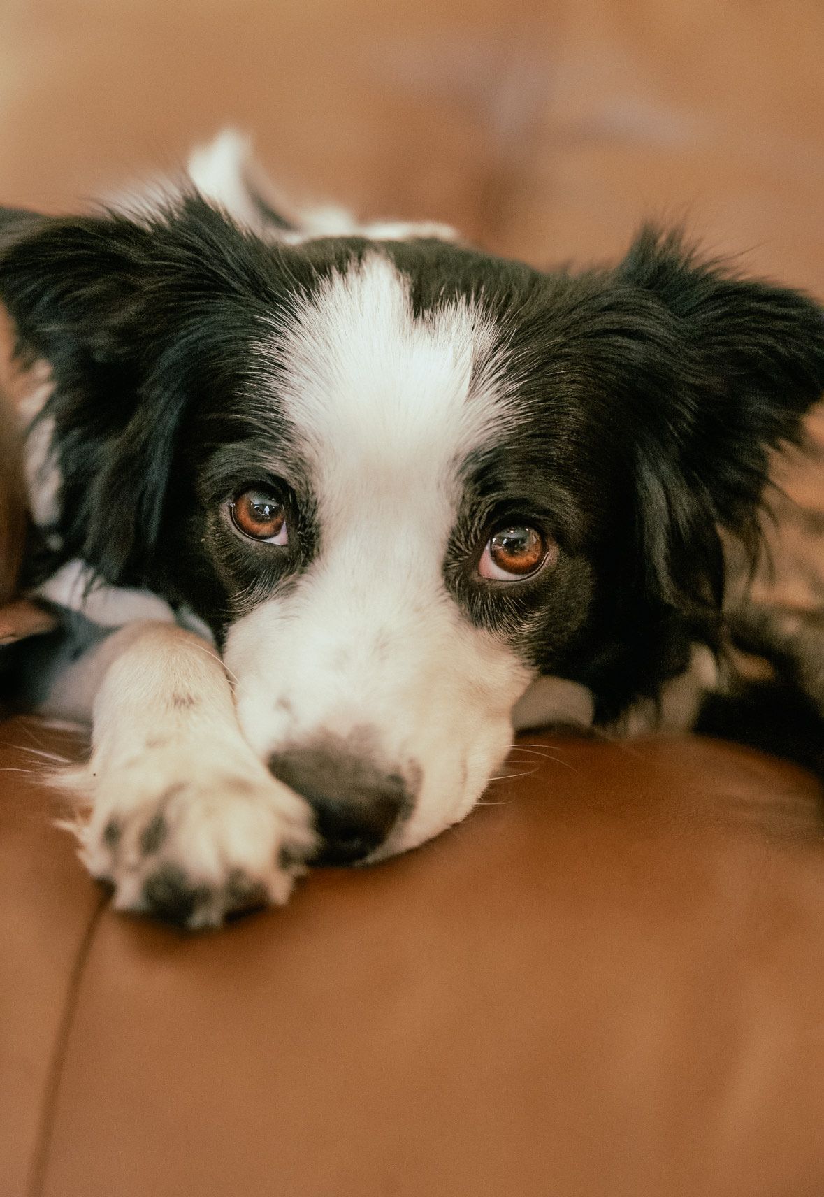 Dog glamor shots