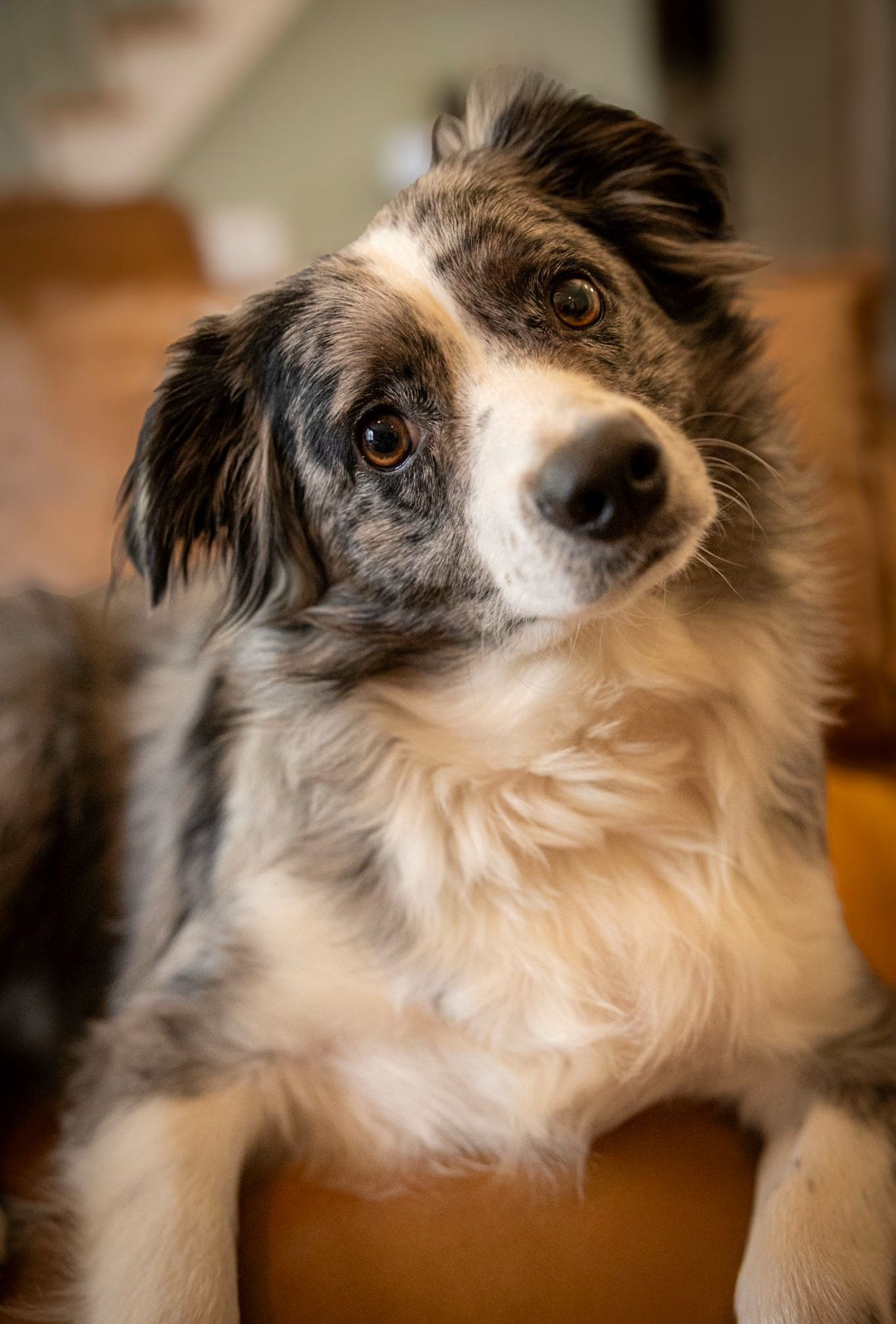 Dog glamor shots