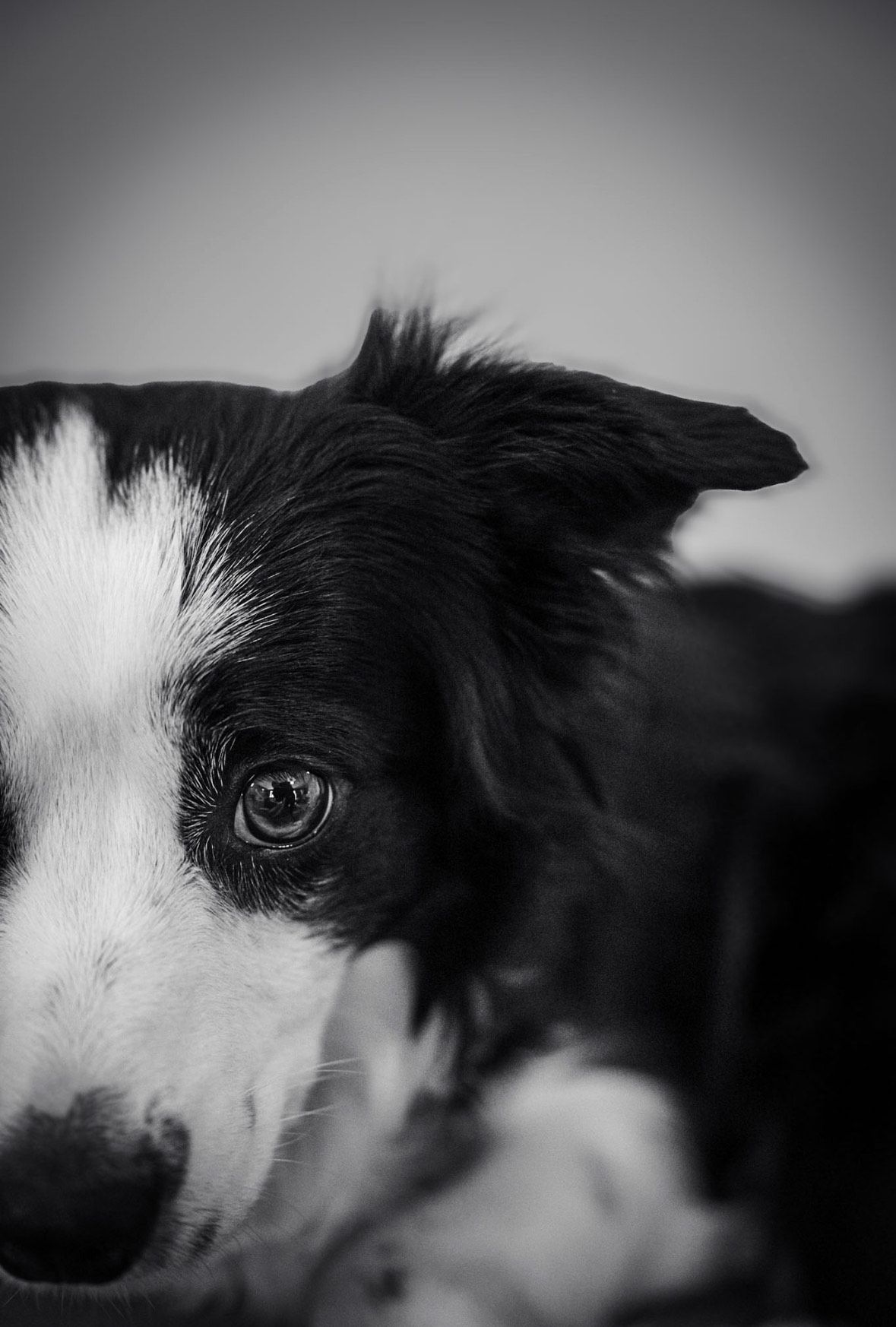 Dog glamor shots