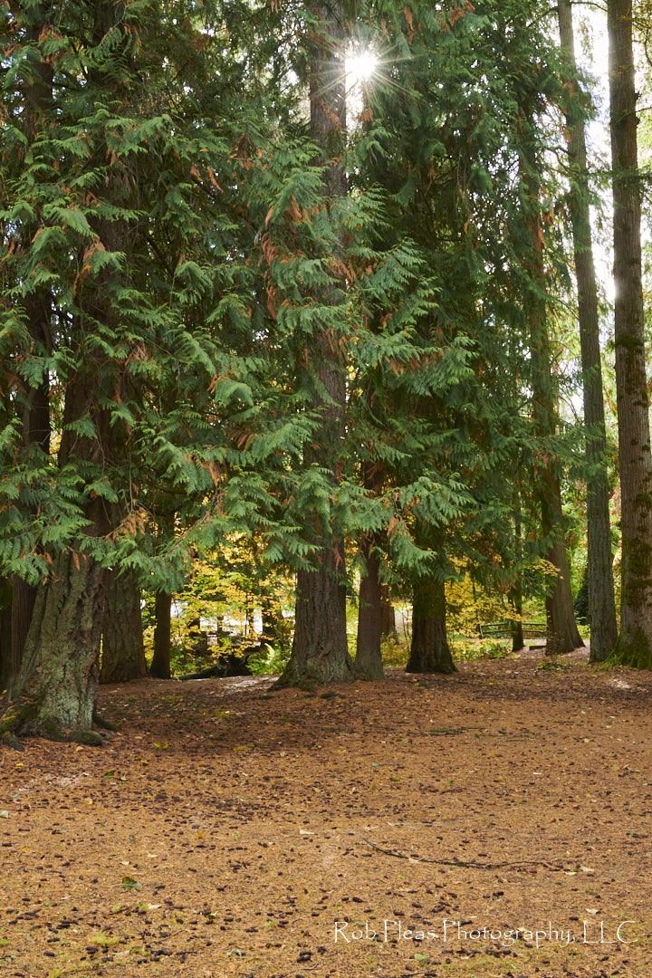 Sun star poking through trees in forest at Wildwood Park, Puyallup, WA.