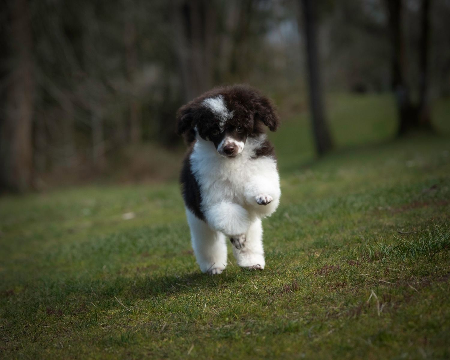 poodle puppy photography