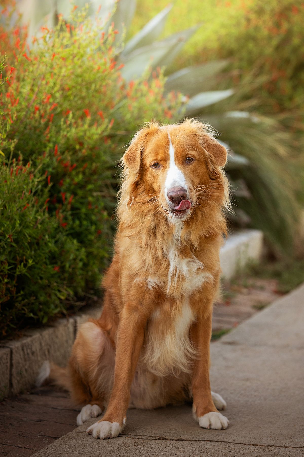 A happy Nova Scotia Duck Tolling Retriever dog sits on a stone path next to red flowering plants and an agave.