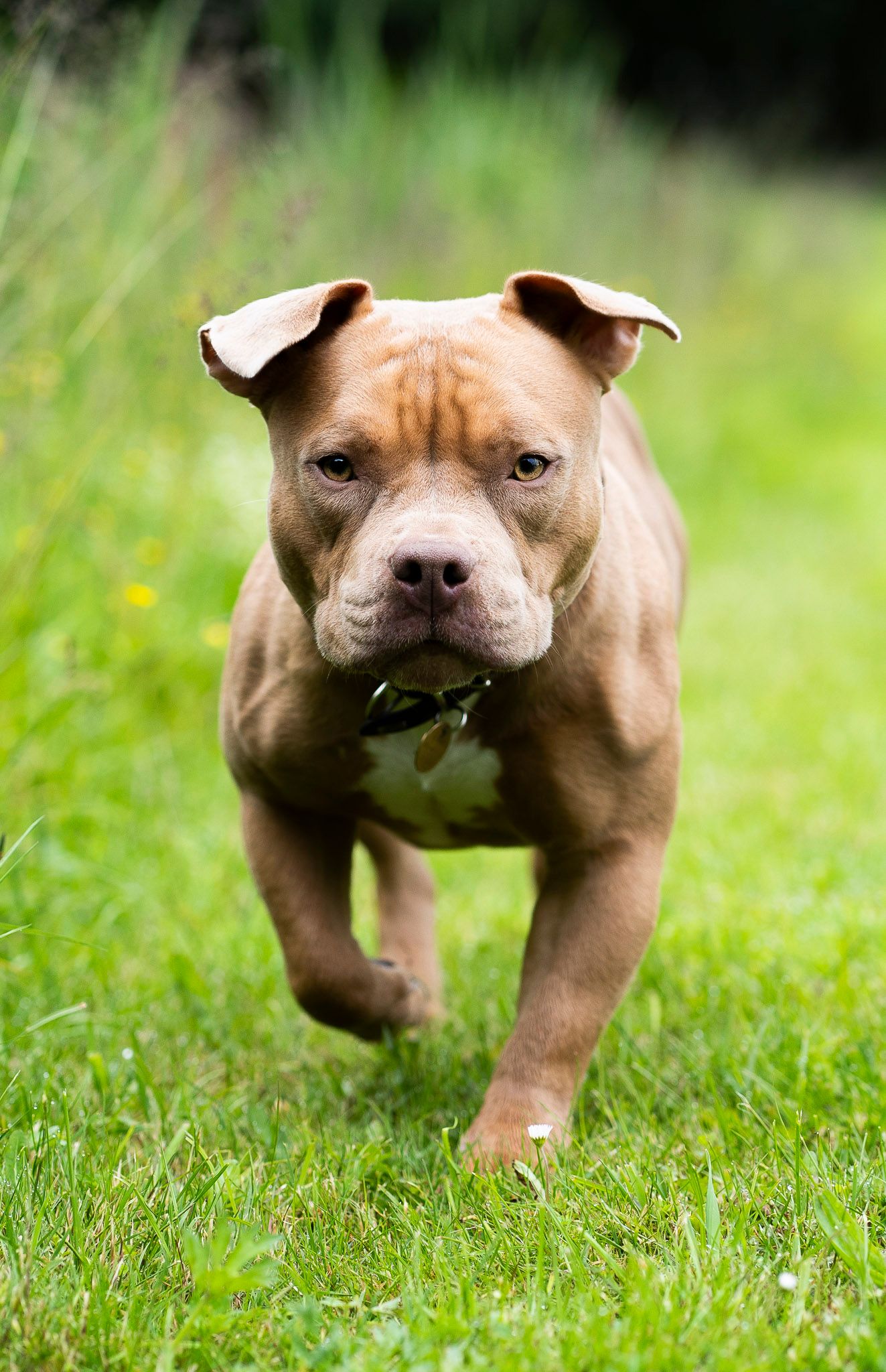 Kæledyrsfotografi af hund der løber i mod fotografen Margit Givskov