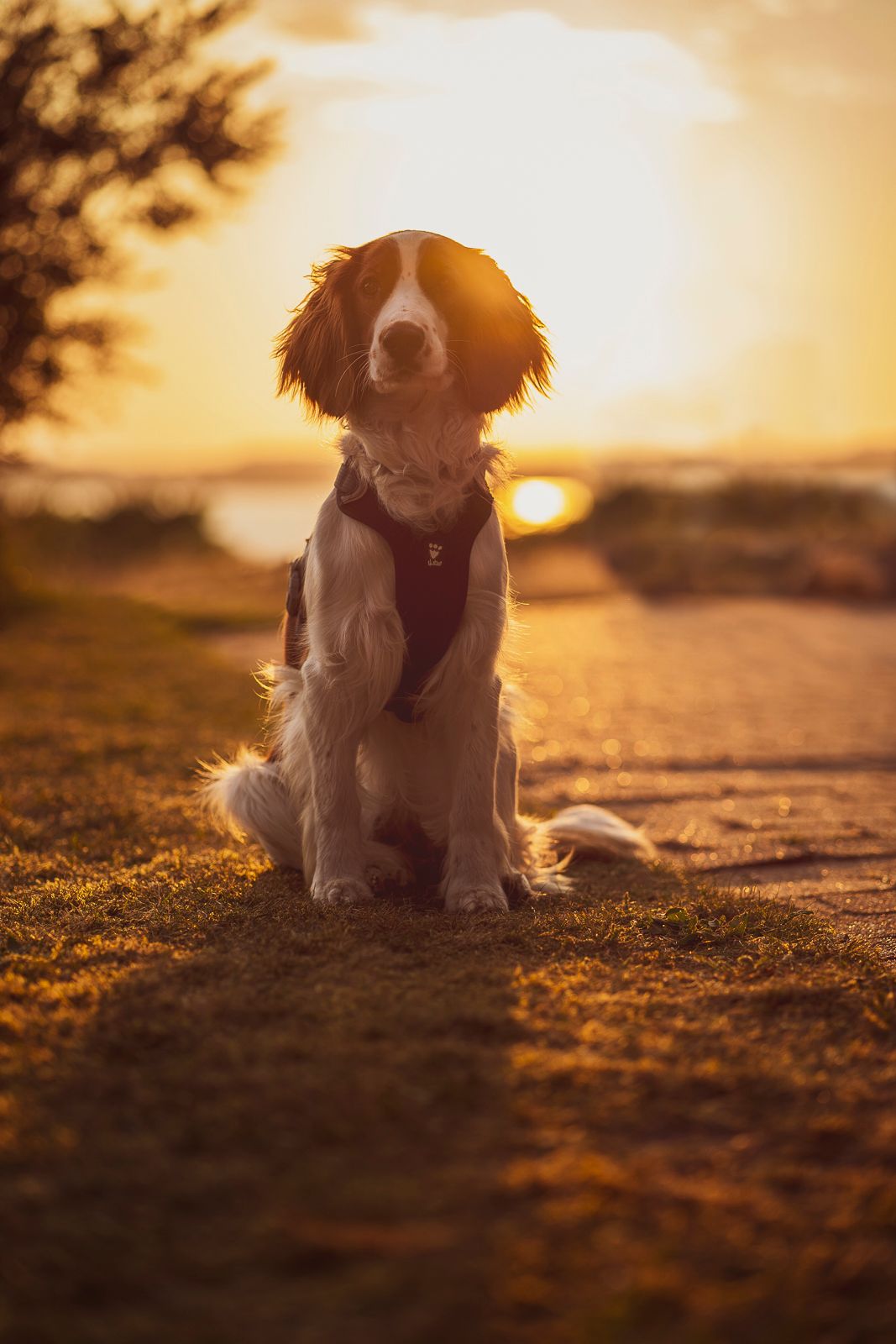 Kæledyrsportræt af hund i solnedgang