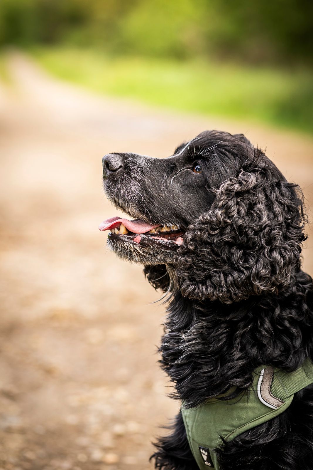 Kæledyrsportræt af hund på gåtur