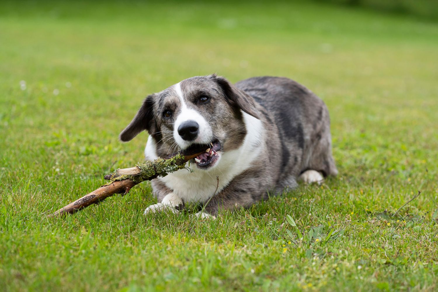 Kæledyrsportræt af hund der leger med en pind på en græsplæne