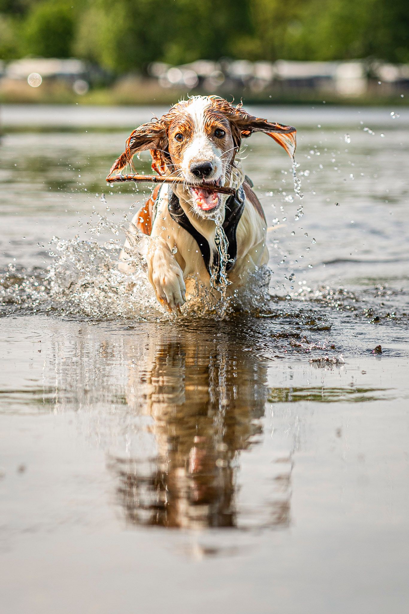 Kæledyrsportræt af hunde der løber i vand med en pind i munden.