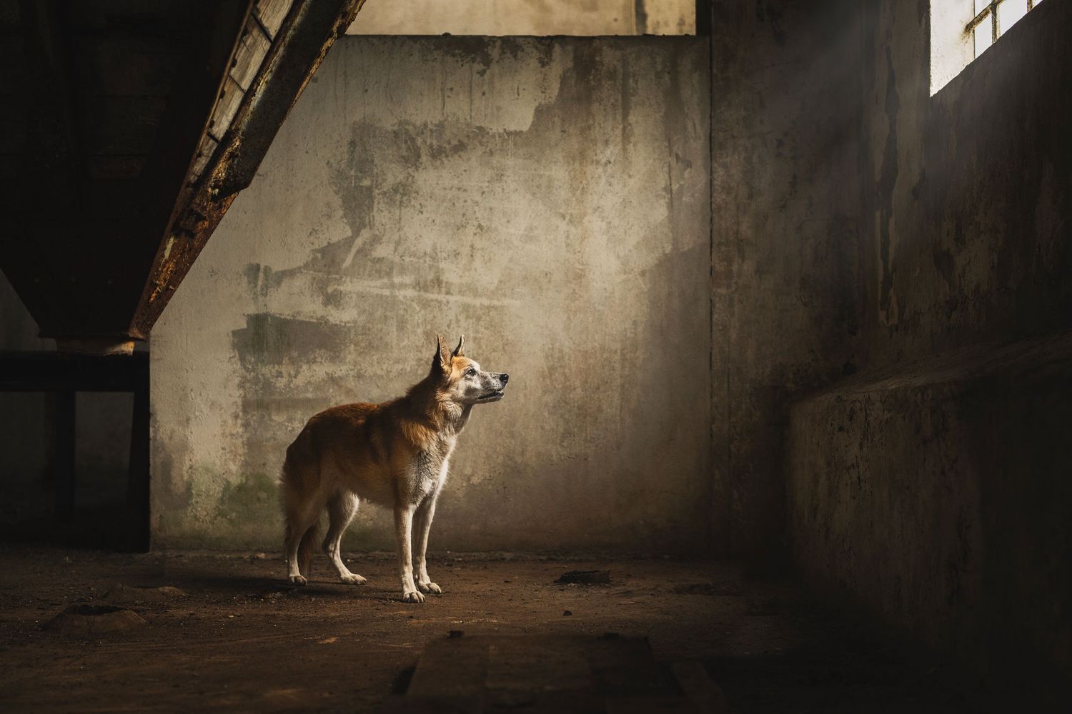 A wolf-like dog stands in dramatic lighting against a dark concrete wall, creating a moody atmospheric portrait.