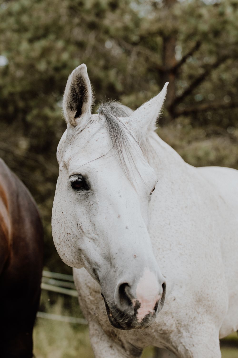 A series of close-up shots showing different angles of a white horse's head and face against a natural outdoor background.