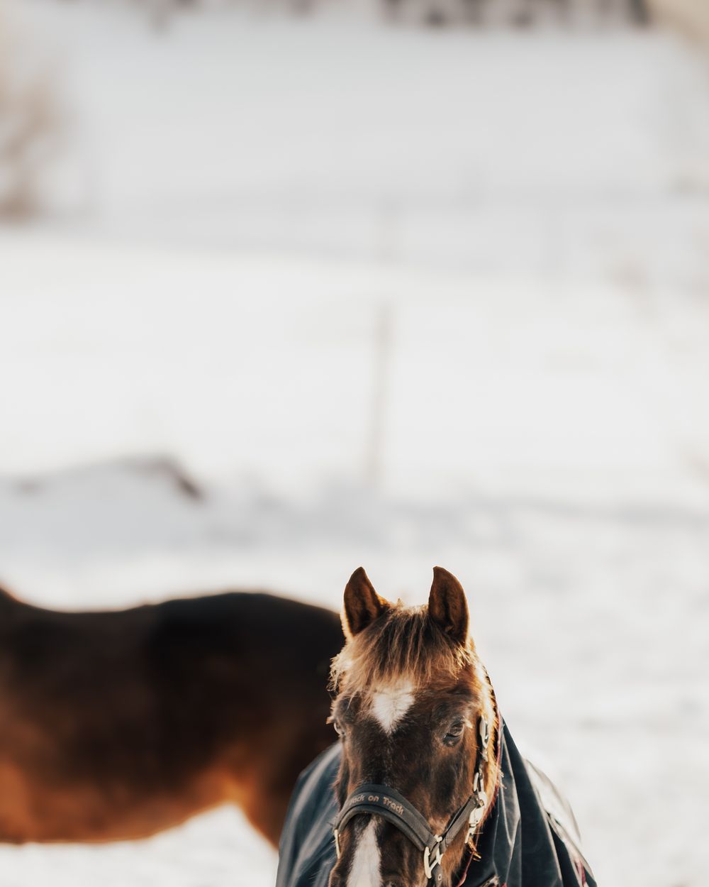 A herd of wild horses with long manes running through snow covered terrain in winter.