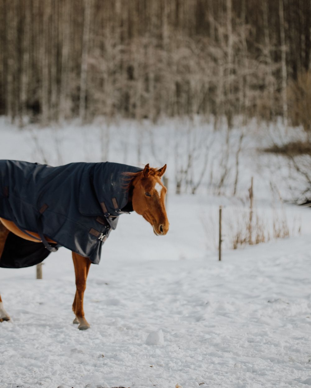 A chestnut horse wearing a winter blanket stands in a snowy field on a cold winter day.