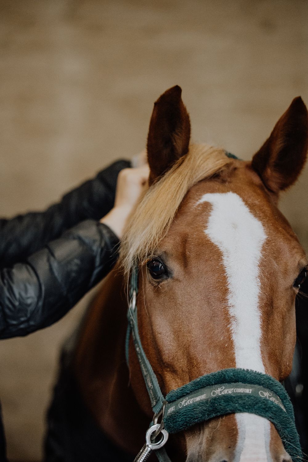 Close-up view of a chestnut horse's face with a white blaze and dark green halter against a blurred background.