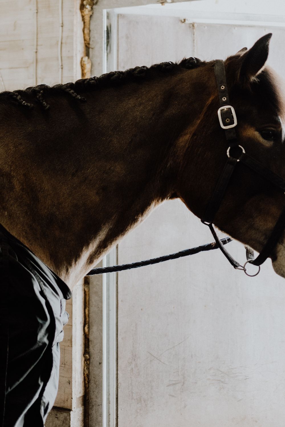 A series of dark brown horse profiles against a white wall showing the same horse from different angles.