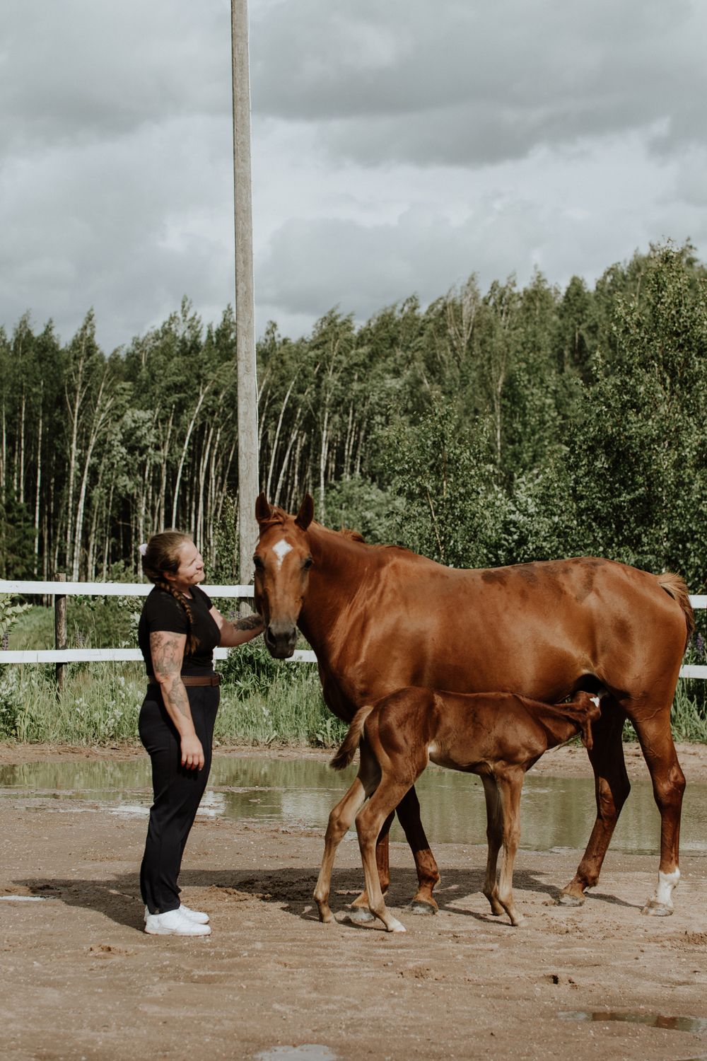 A sequence of training photos showing a person working with two chestnut horses in an outdoor arena with trees in background.