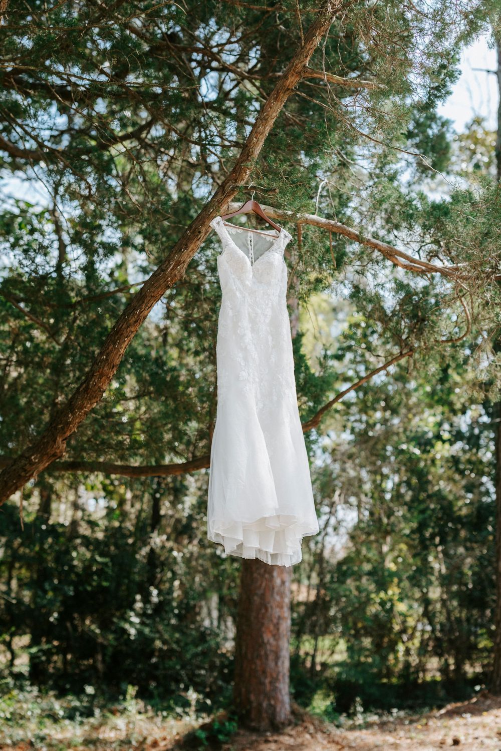 White wedding dress hanging from pine tree branches in a forest setting with natural sunlight filtering through.