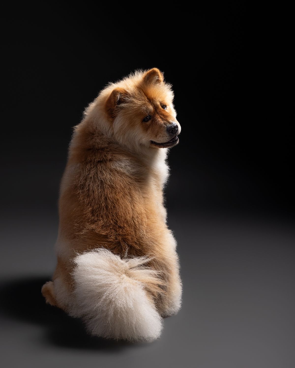 Fluffy golden Chow Chow dog sitting upright looking over its shoulder against a dark background, showing its thick fur coat and curled tail.