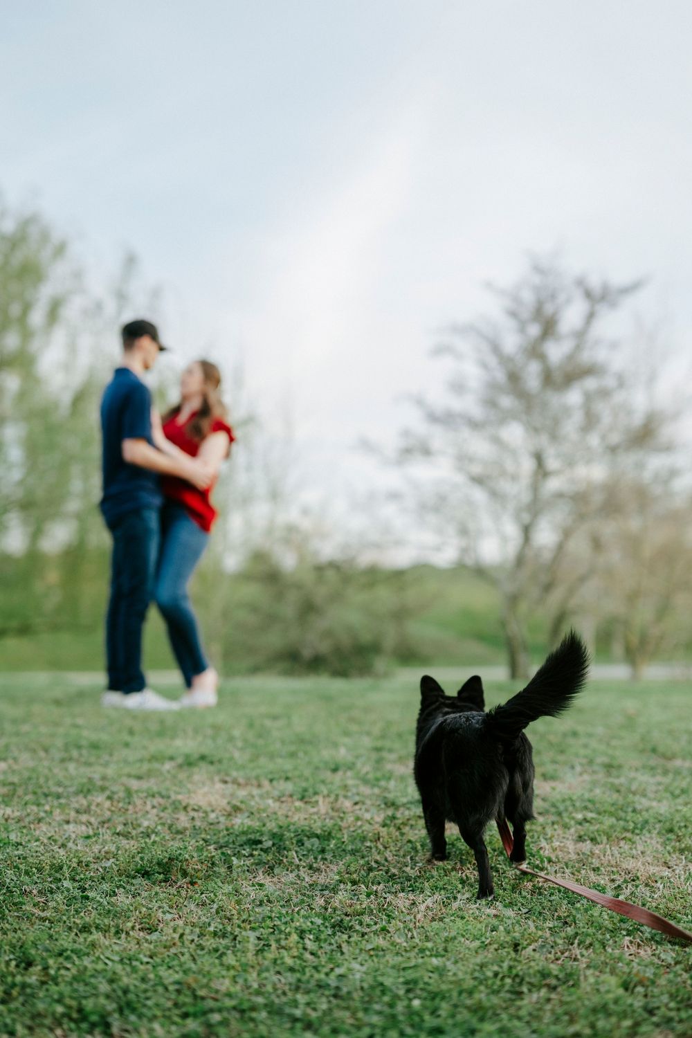 A black dog stands in a grassy field while a couple embraces in the blurred background.