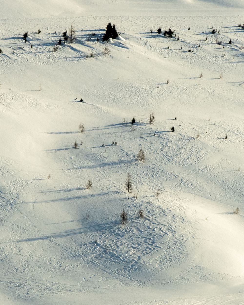 Aerial view of a snowy winter landscape with scattered evergreen trees casting long shadows across pristine white terrain.
