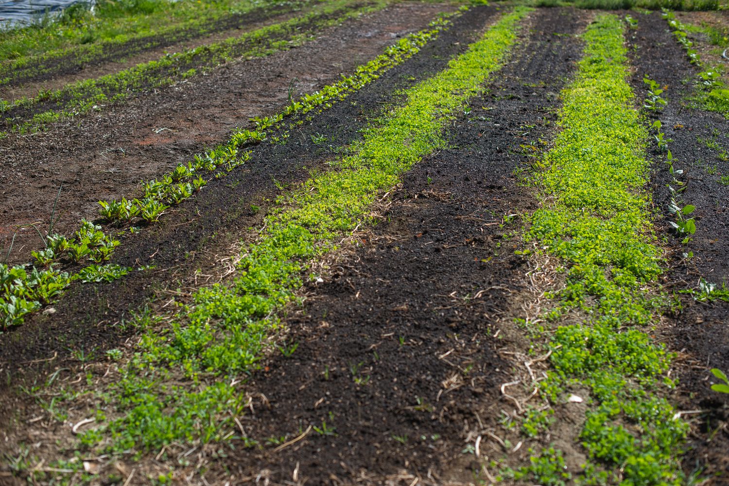 crops formed in lines in commercial photo idaho