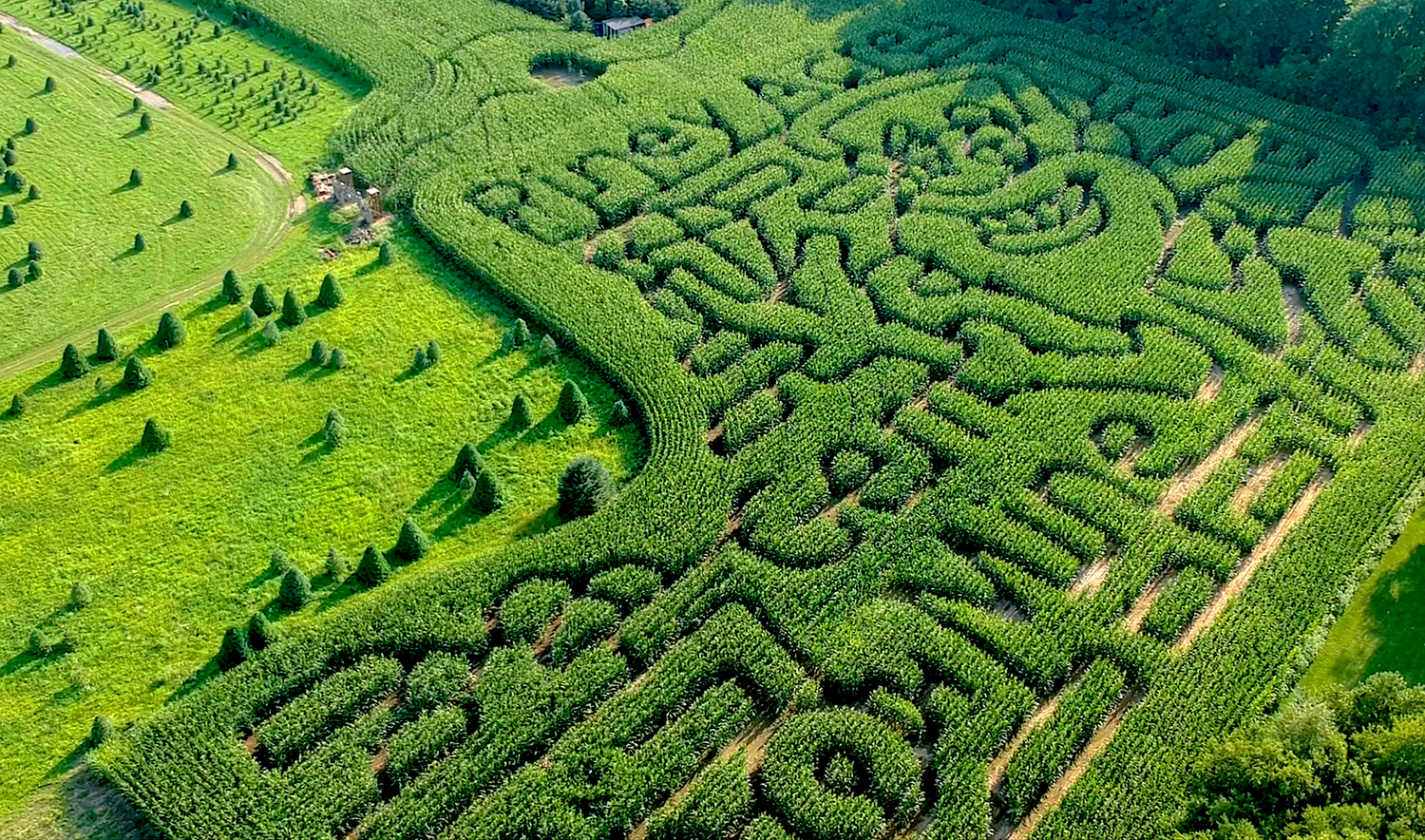Corn maze in Indiana