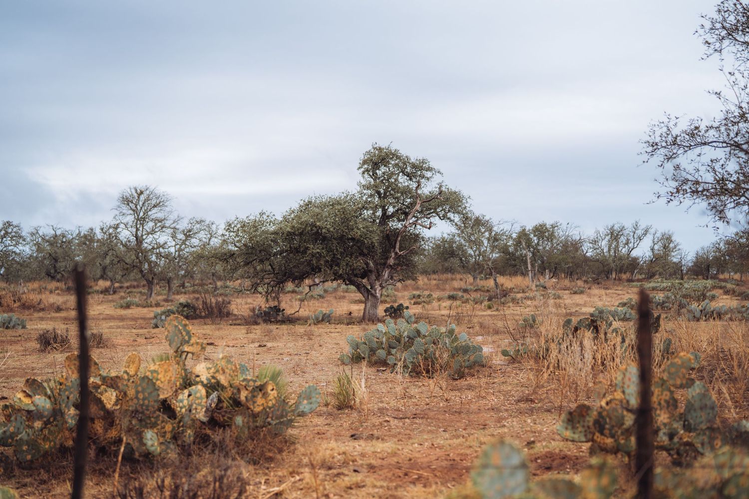 A panoramic view of an arid Australian outback landscape with scattered trees and red soil stretching to the horizon.