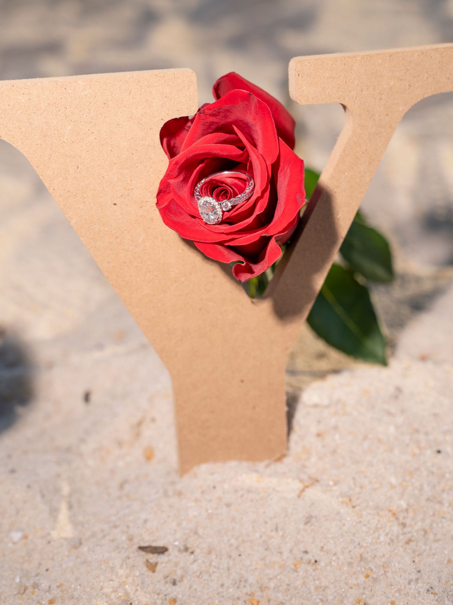 Red roses lay scattered on sandy beach with soft beige tones in the background.