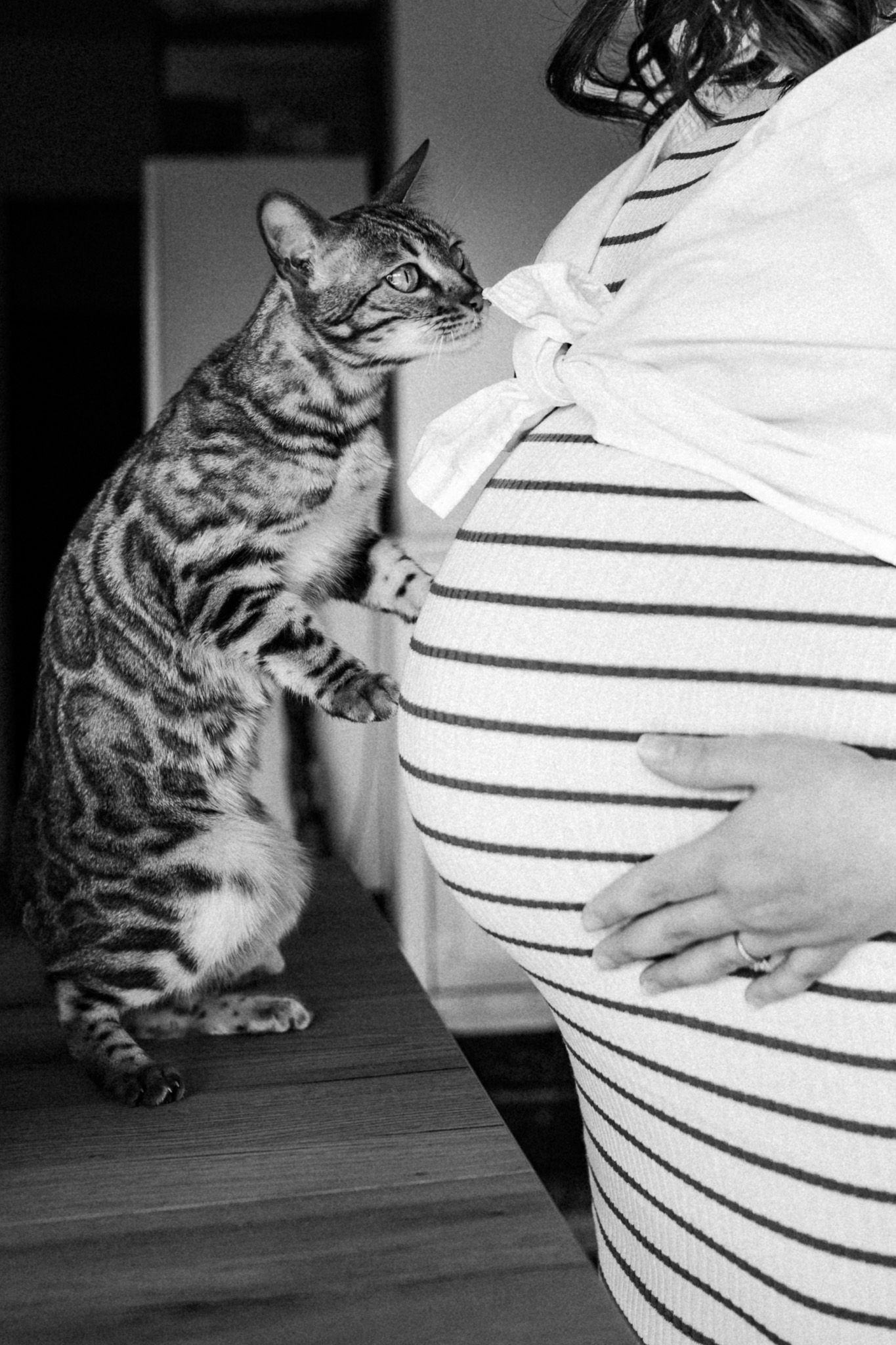 Séance grossesse avec chat à domicile dans les Yvelines
