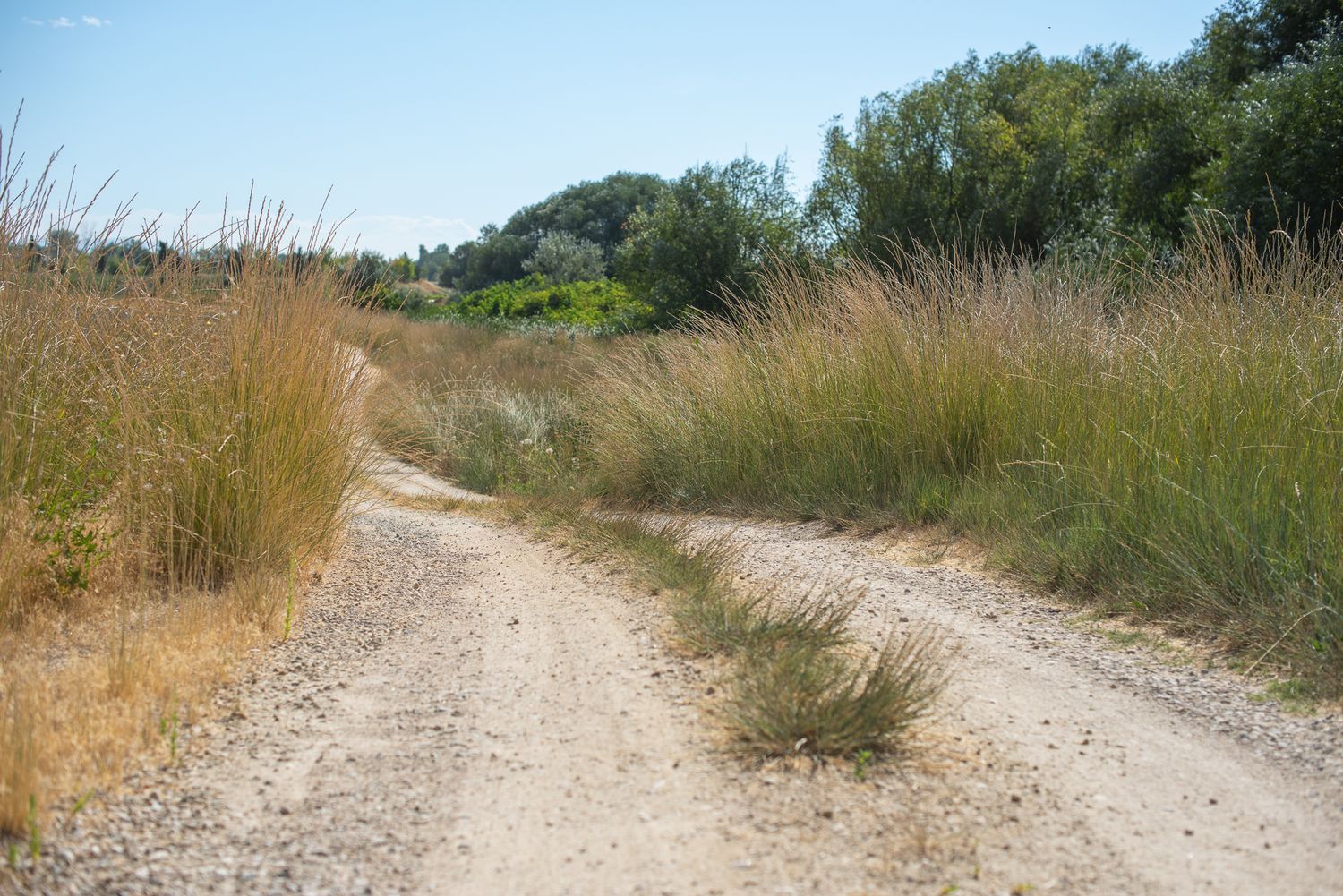 a dirt road leading to a farm in rural nampa idaho