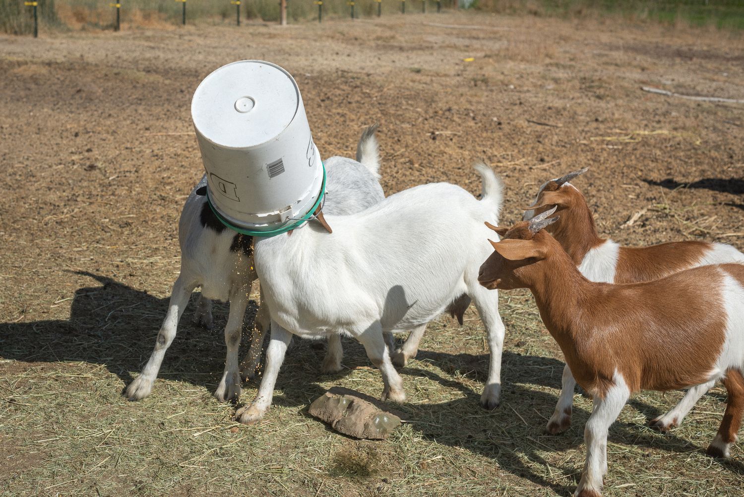 goat with a feed bucket over his head funny feeding time