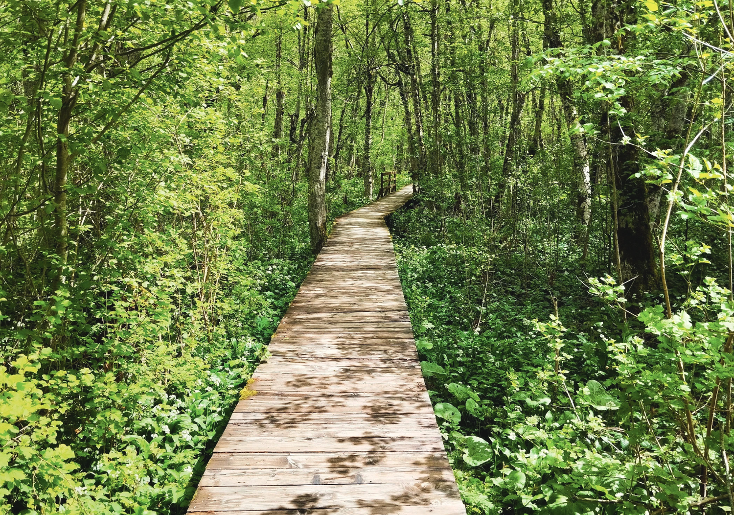 Wooden boardwalk trail winds through lush green forest with sunlight filtering through dense summer foliage.