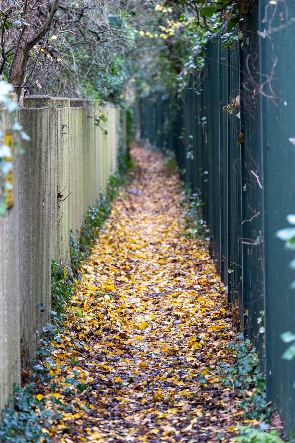 A narrow autumn path between fences covered in fallen yellow leaves and lined with bare branches.