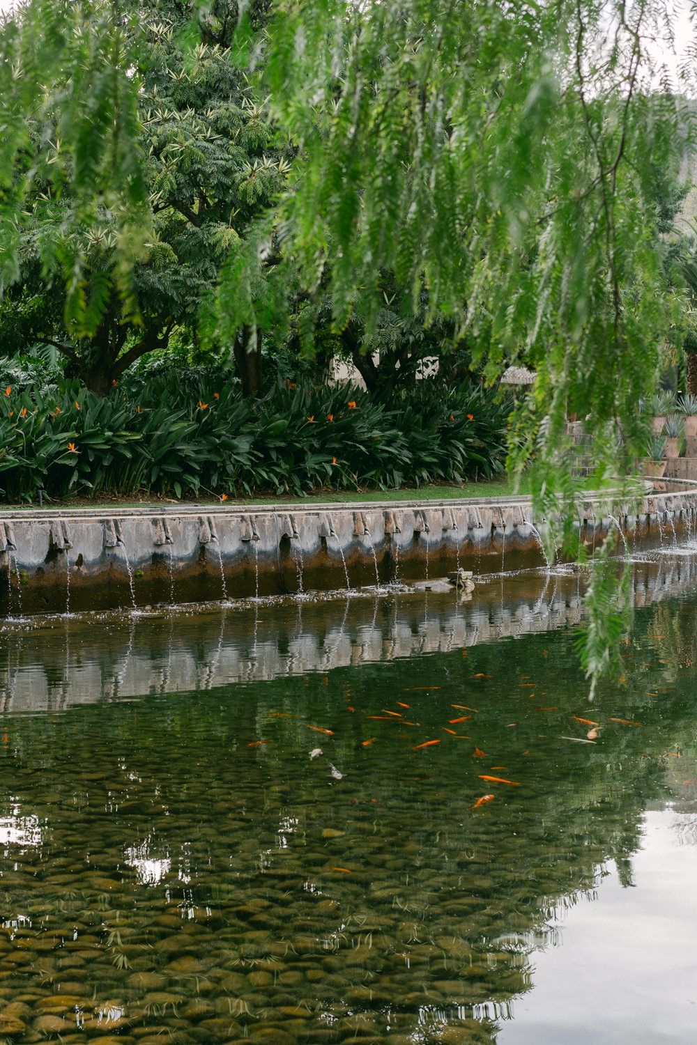 Tranquil pond with orange koi fish swimming beneath weeping willow branches and a decorative stone wall feature.