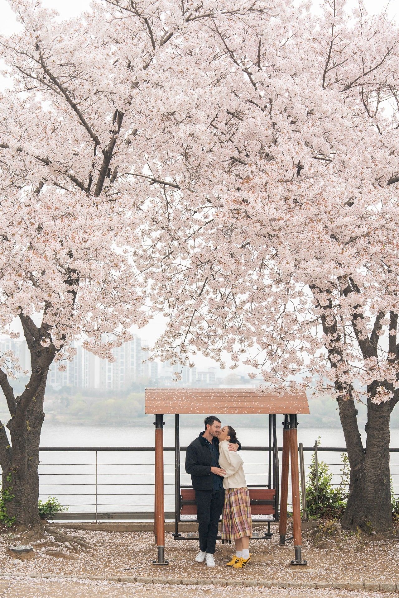 Couple sharing a romantic kiss under blooming cherry blossom trees by a riverside bench in spring.