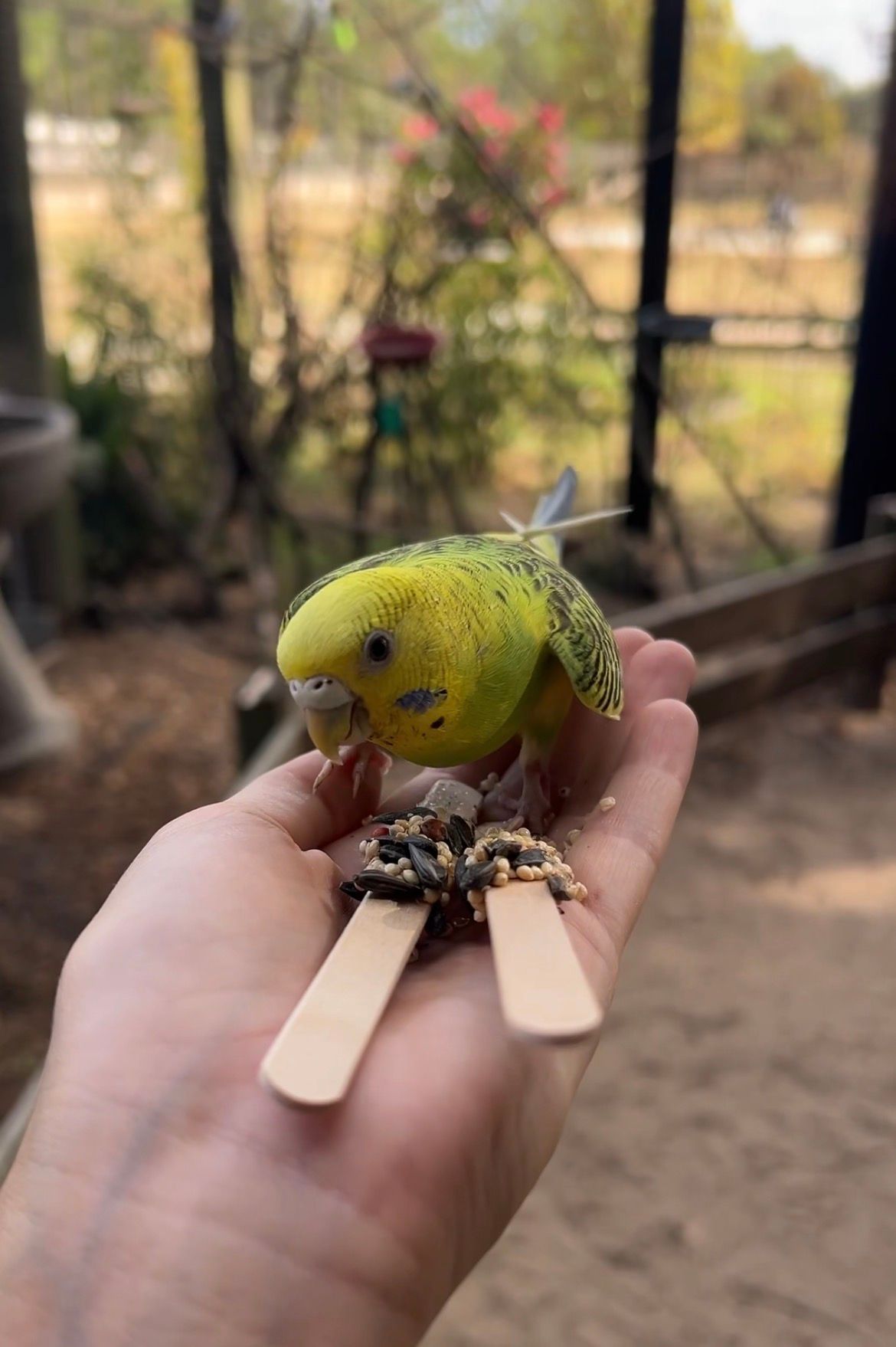 Budgie feeding experience at Emerald Coast Zoo near Destin Florida